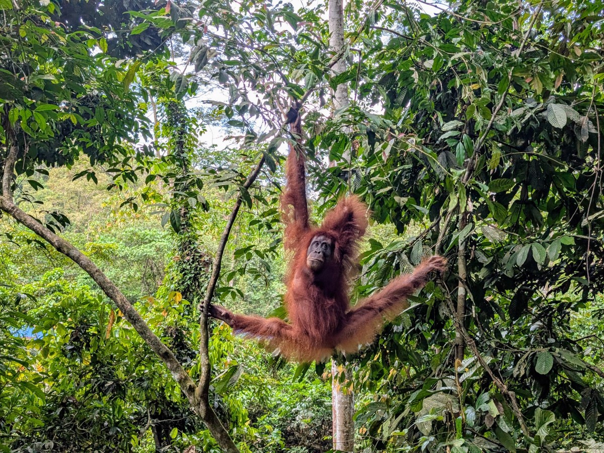 Jungle trek et&nbsp;orang-outans