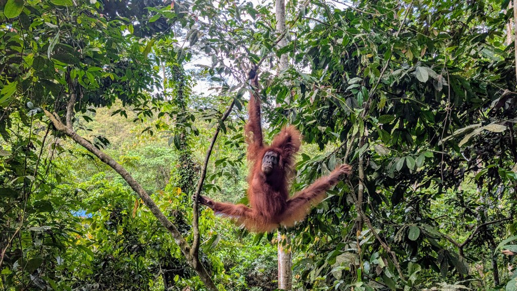 Jungle trek et&nbsp;orang-outans