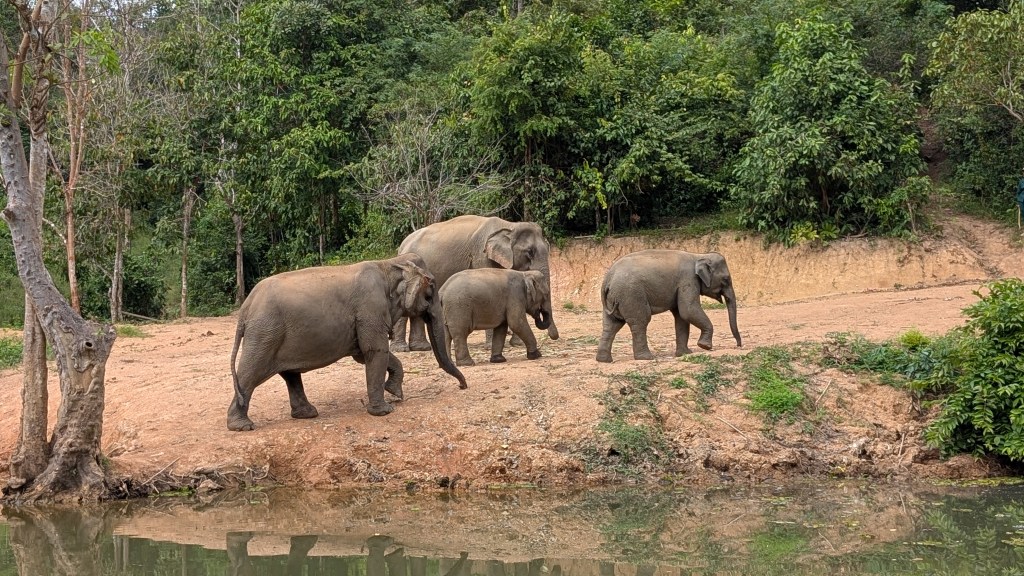 Les éléphants en Asie du&nbsp;Sud-Est