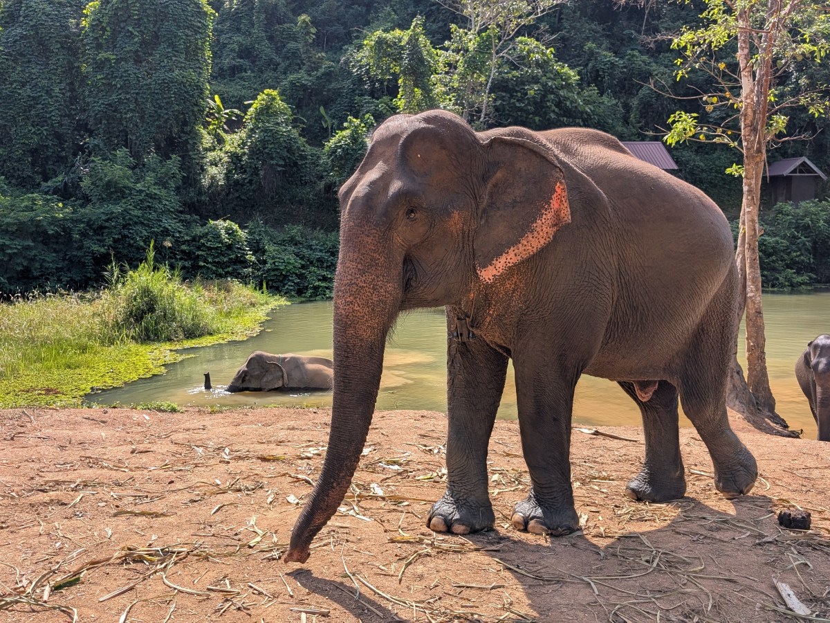 Les éléphants en Asie du&nbsp;Sud-Est