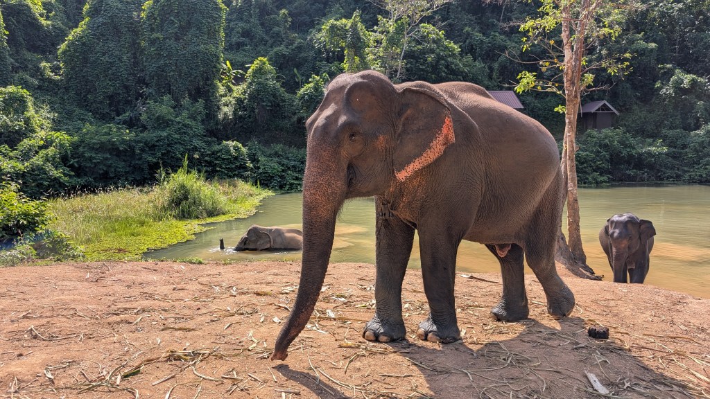 Les éléphants en Asie du&nbsp;Sud-Est